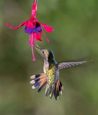 The Hummingbird and the Volcano - A Vibrant Tale From Ancient Mexico Exploring Nature's Harmony!