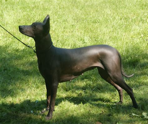  Xoloitzcuintli ja Tähtien Valtakunta: Kertomus Muinaisesta Kolumbiasta!